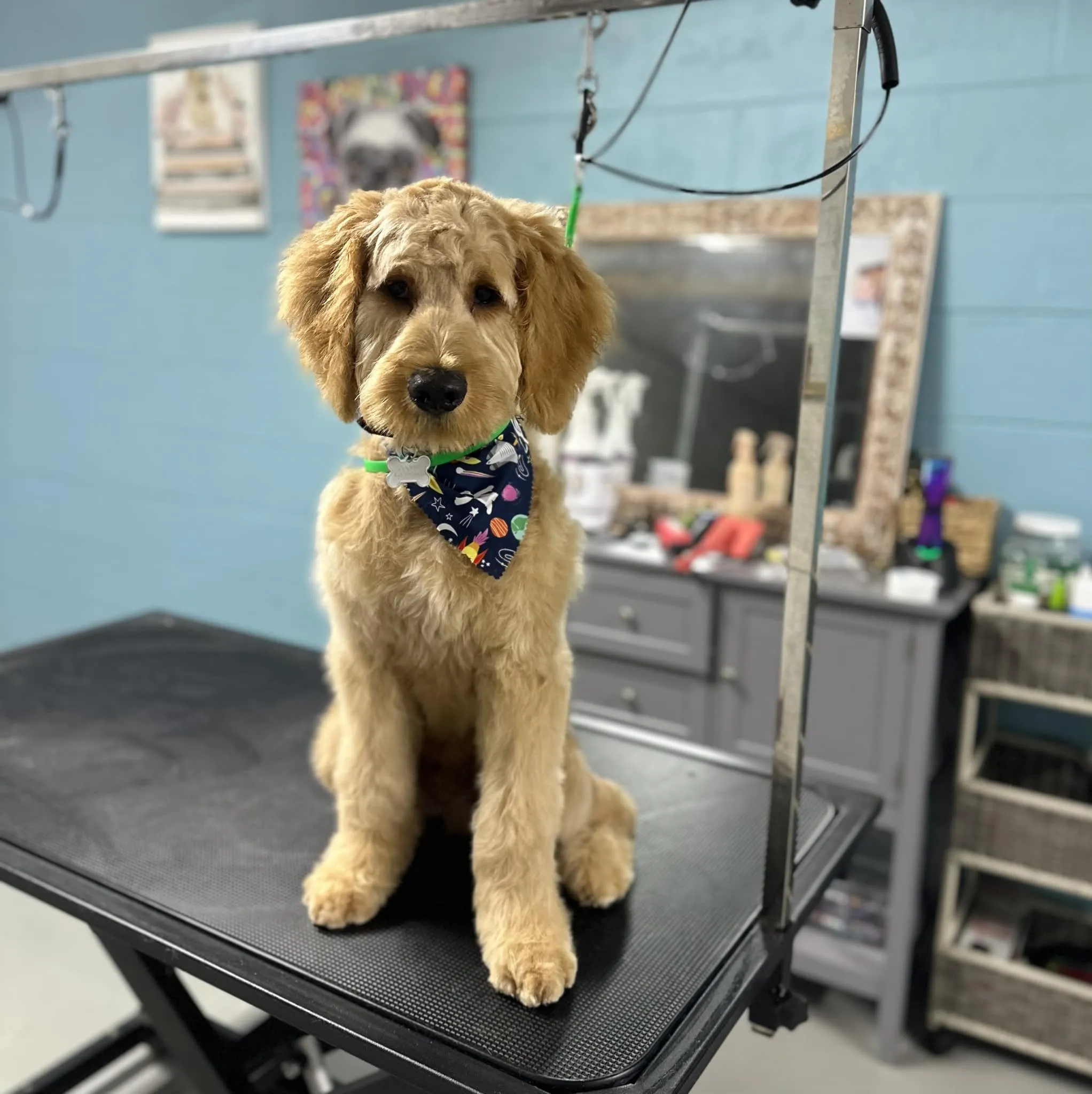 Goldendoodle after grooming at Fancy Pet Salon Lynchburg VA
