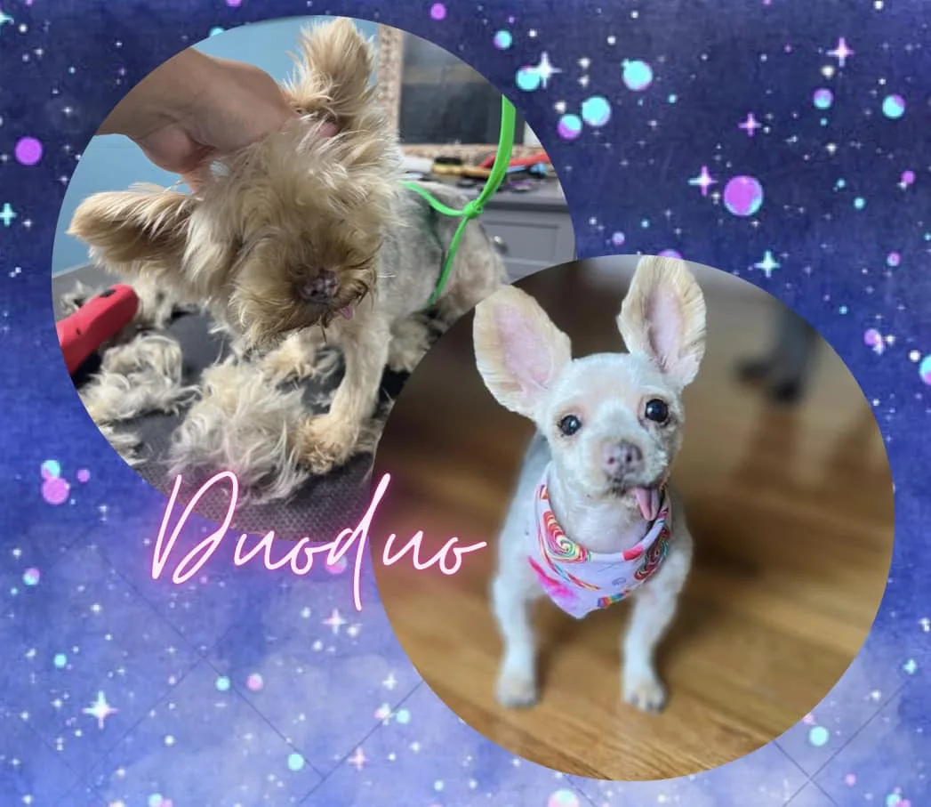 Senior Yorkie Duoduo before and after dematting at Fancy Pet Salon Lynchburg VA