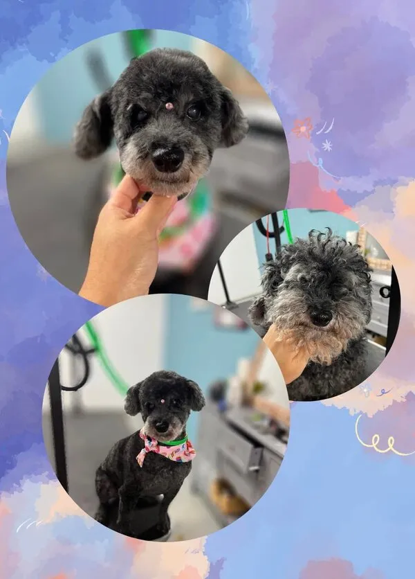 Poodle before and after grooming transformation
