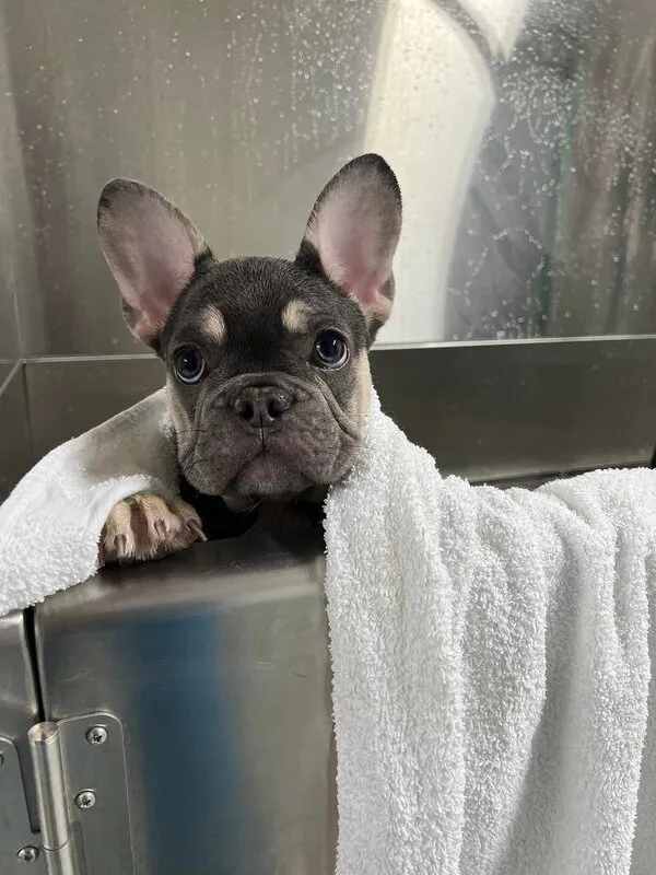 French Bulldog puppy wrapped in towel after bath