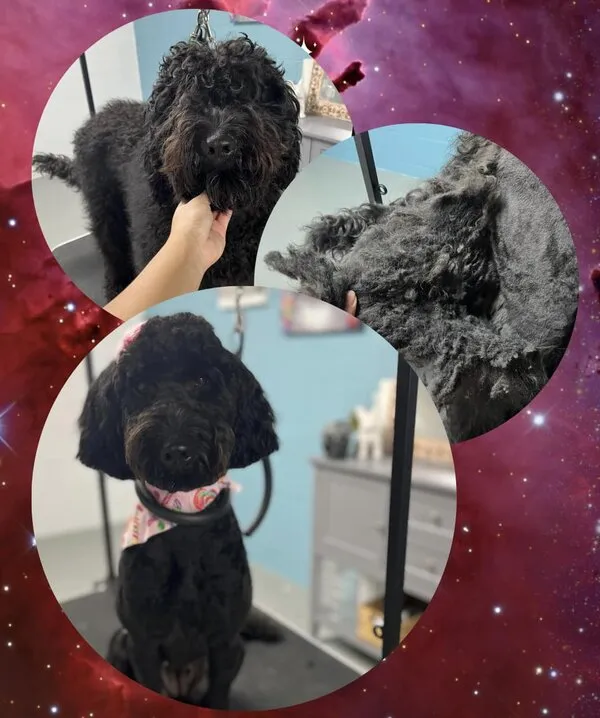 Doodle grooming before and after