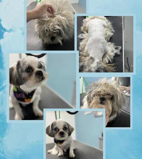 Matted dog before and after dematting