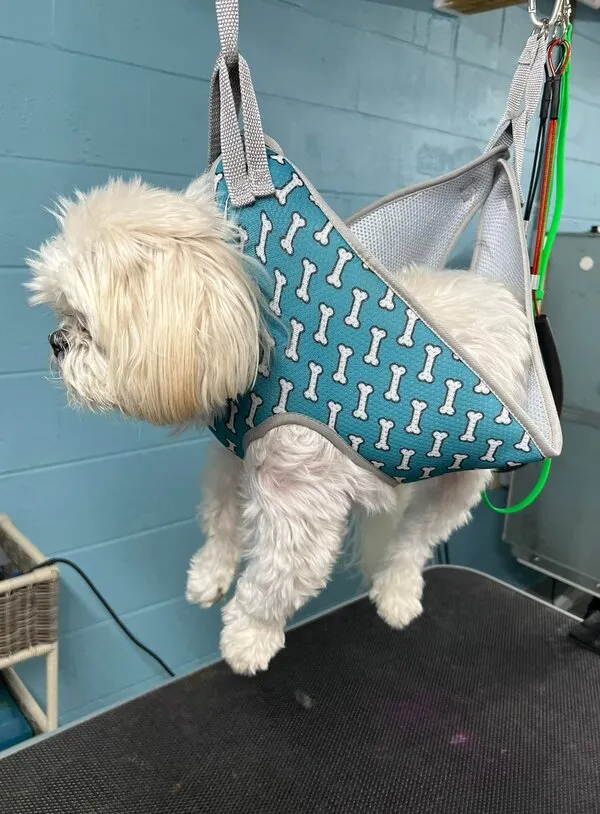 Dog relaxing in grooming hammock