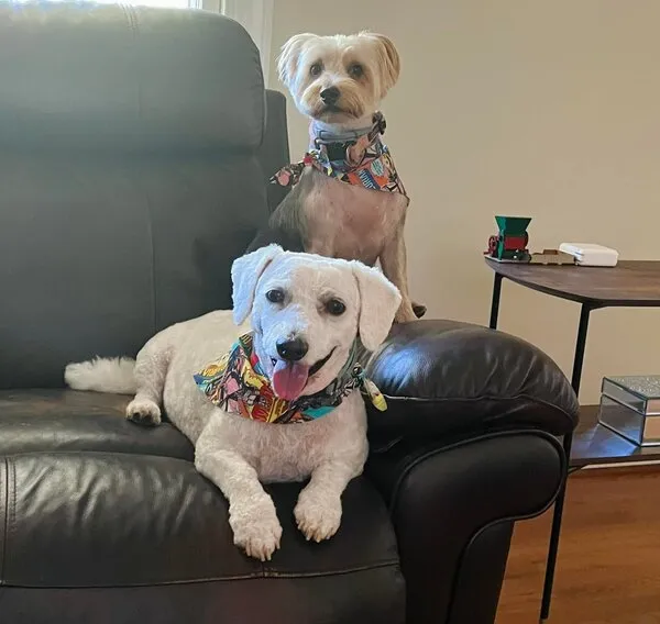 Two happy dogs after grooming