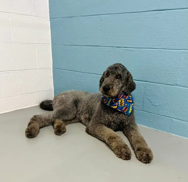 Poodle relaxing cage-free at grooming salon