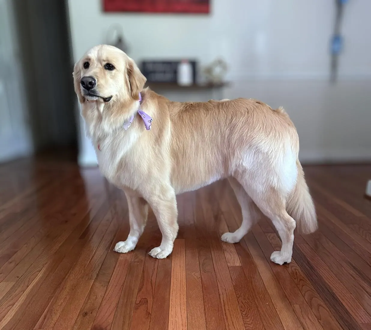 Golden Retriever after grooming at Fancy Pet Salon Lynchburg VA
