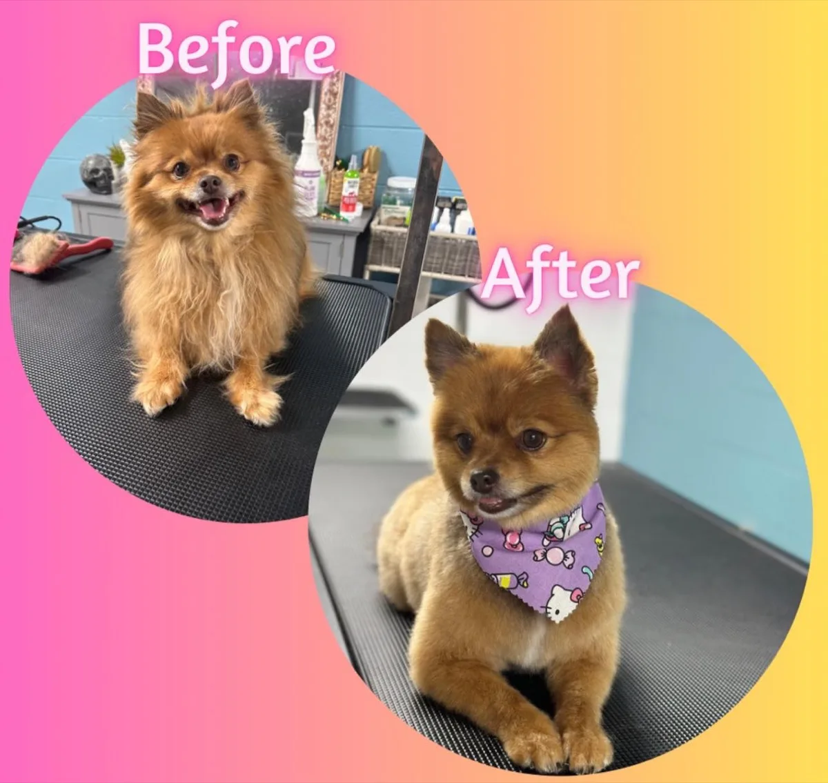 Pomeranian before and after grooming transformation at Fancy Pet Salon Lynchburg VA
