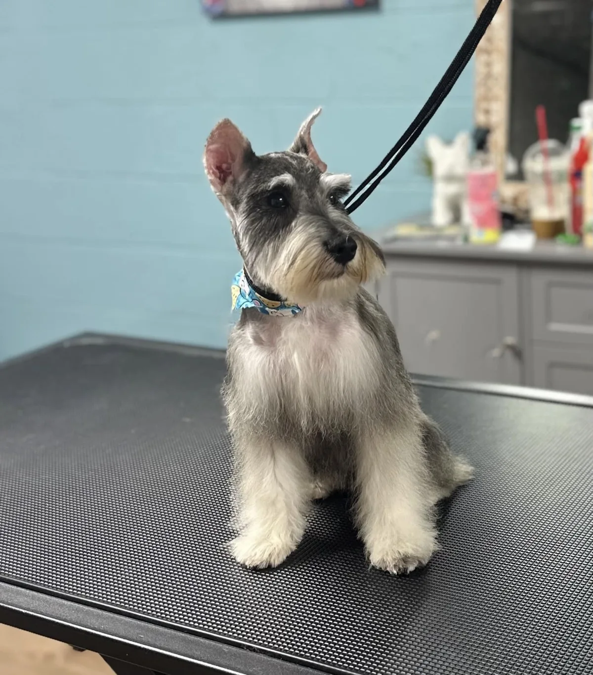 Miniature Schnauzer with classic cut at Fancy Pet Salon Lynchburg VA